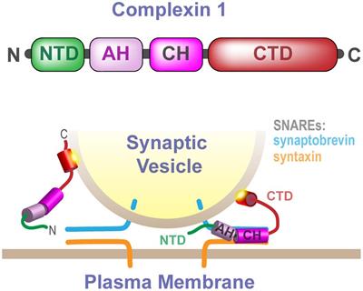 Unique Structural Features of Membrane-Bound C-Terminal Domain Motifs Modulate Complexin Inhibitory Function